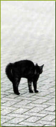 Tierkommunikation Katze, Einzelberatung, Kurse und Ausbildung in Rastede bei Oldenburg in Niedersachsen