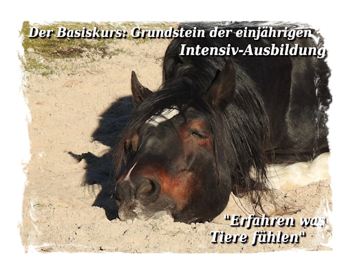 Tierkommunikation, Seminare und Kurse nach Penelope Smith bei Oldenburg in Niedersachsen bei Bremen, Hamburg, Hannover Tierflüsterer